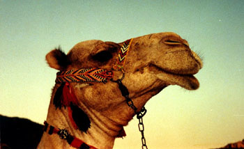 egypt01-camel